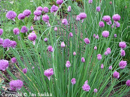 Allium schoenoprasum sibiricum ruijanruohosipuli